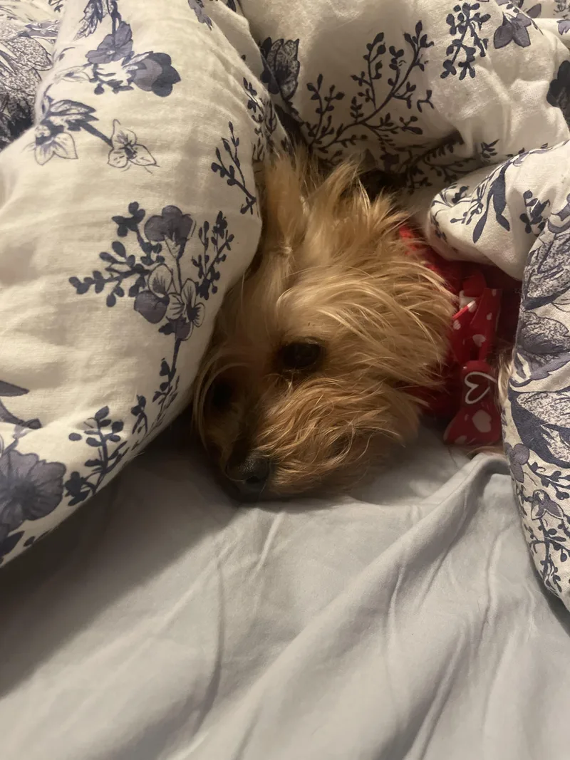 Lulu And Chewy  thumbnail 4