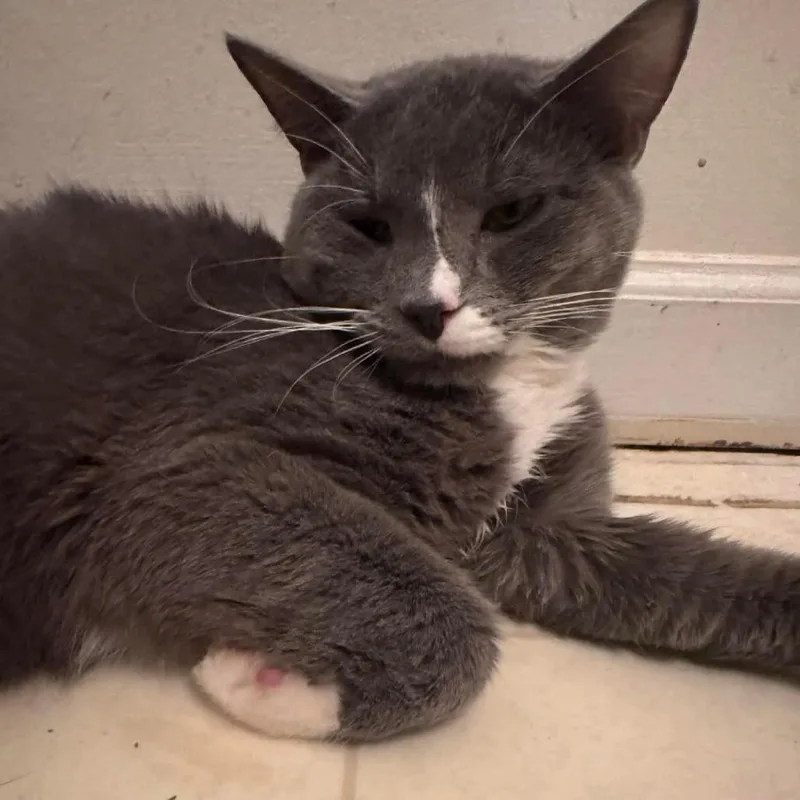 Killian The Cuddler thumbnail 2