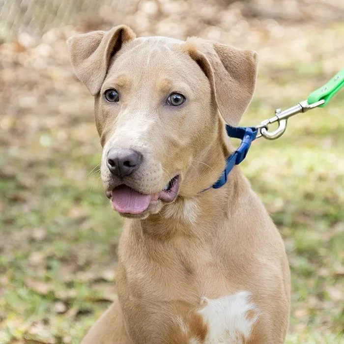A baby large-sized male Yellow / Tan / Blond / Fawn Labrador Retriever dog named River for adoption in Slidell, LA
