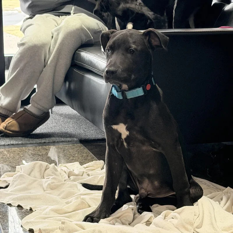 Snickers thumbnail 2