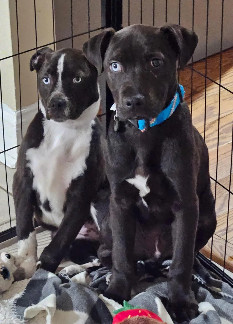 Snickers thumbnail 3