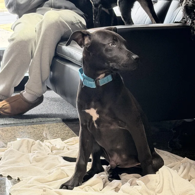 Snickers thumbnail 4