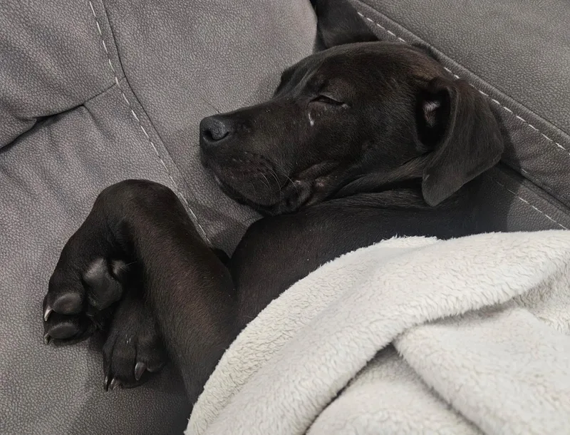 Snickers thumbnail 5