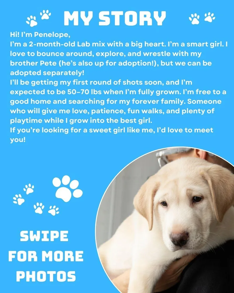 Penelope thumbnail 2