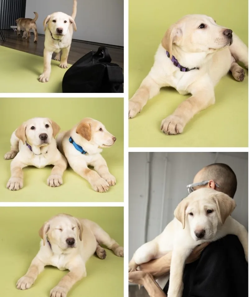 Penelope thumbnail 3