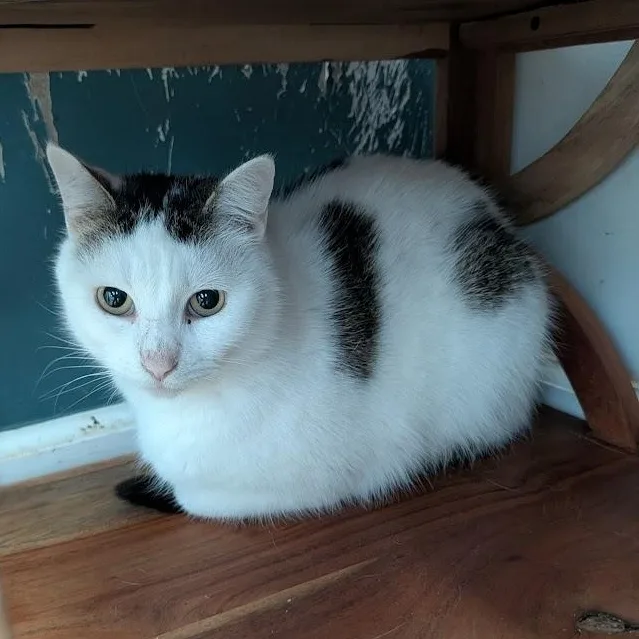 A young medium-sized male White Domestic Short Hair cat named Billie for adoption in Buffalo, NY