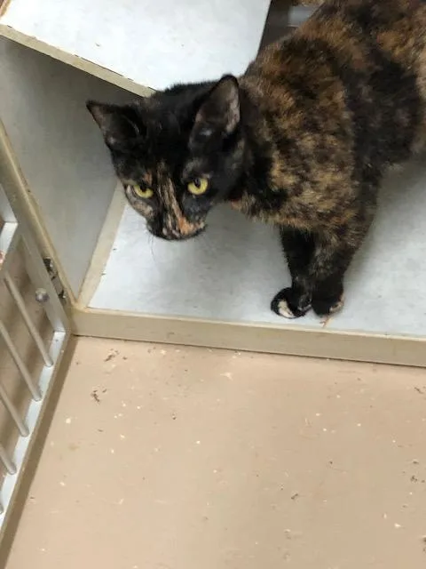 Cleopatra thumbnail 3