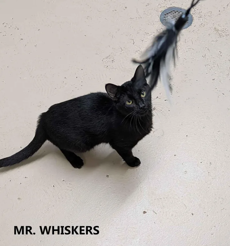 Mr. Whiskers thumbnail 2