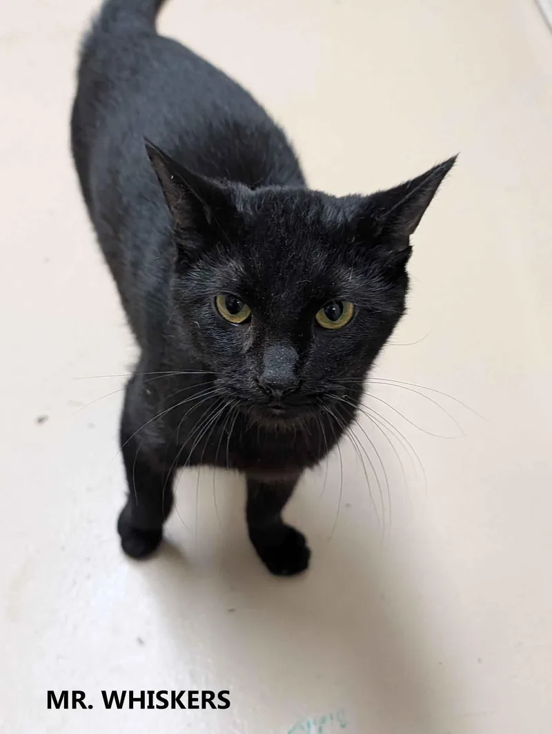 Mr. Whiskers