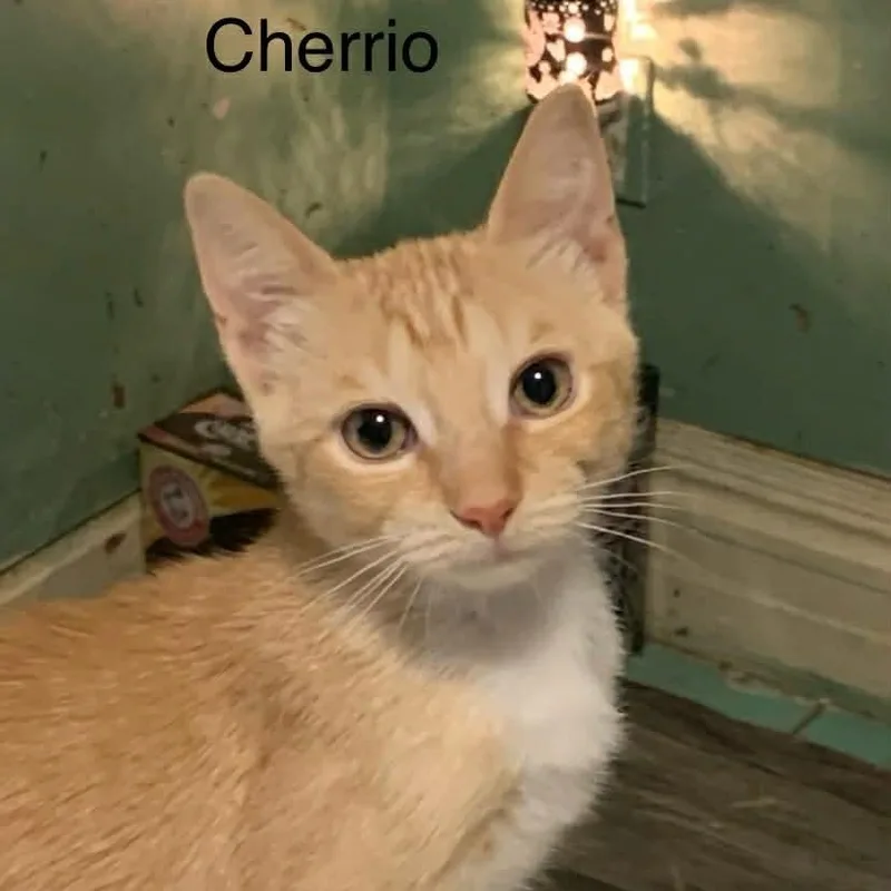 Cheerios @ Livonia Petsmart