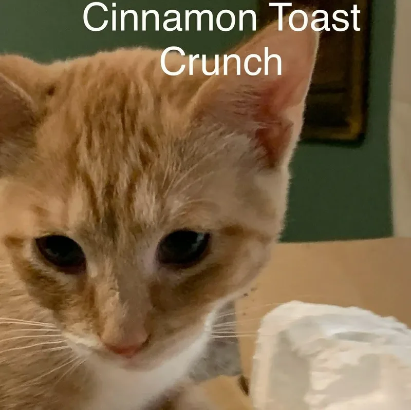 Cinnamon Toast Crunch