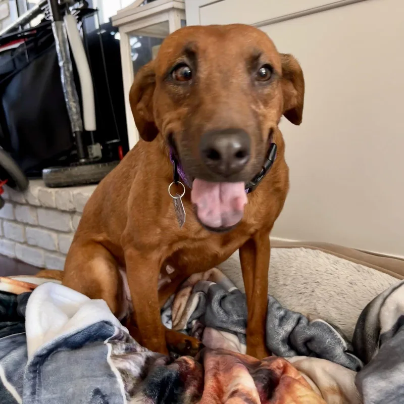 Sugar  The Sweetest thumbnail 2