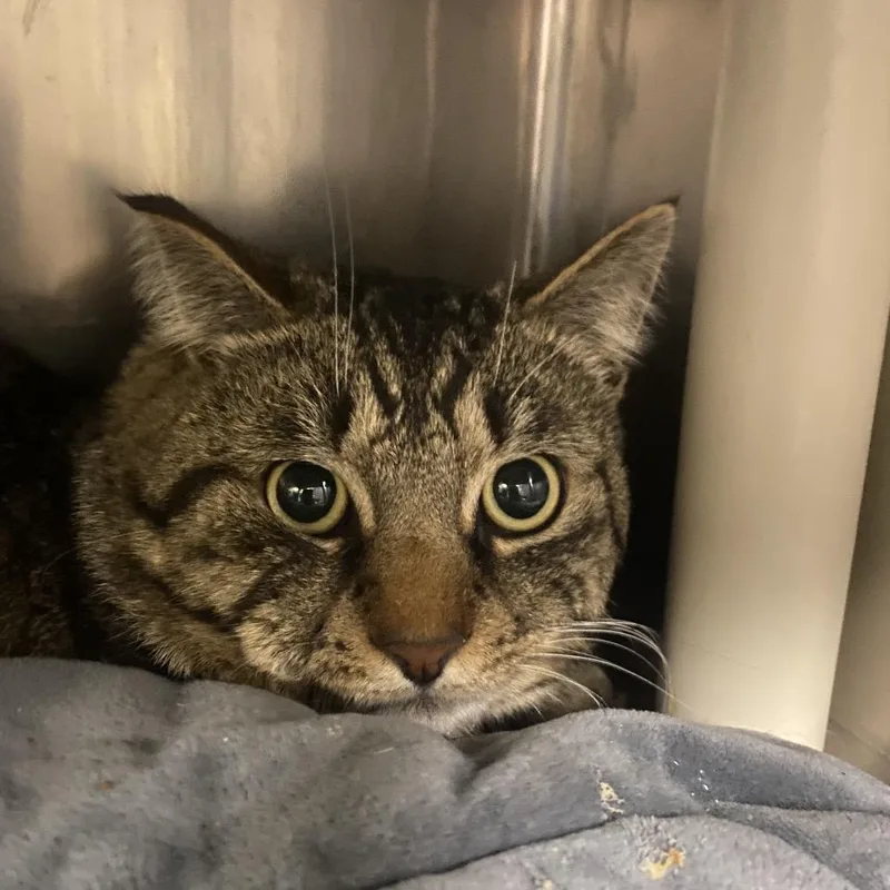 Lumberjack thumbnail 2