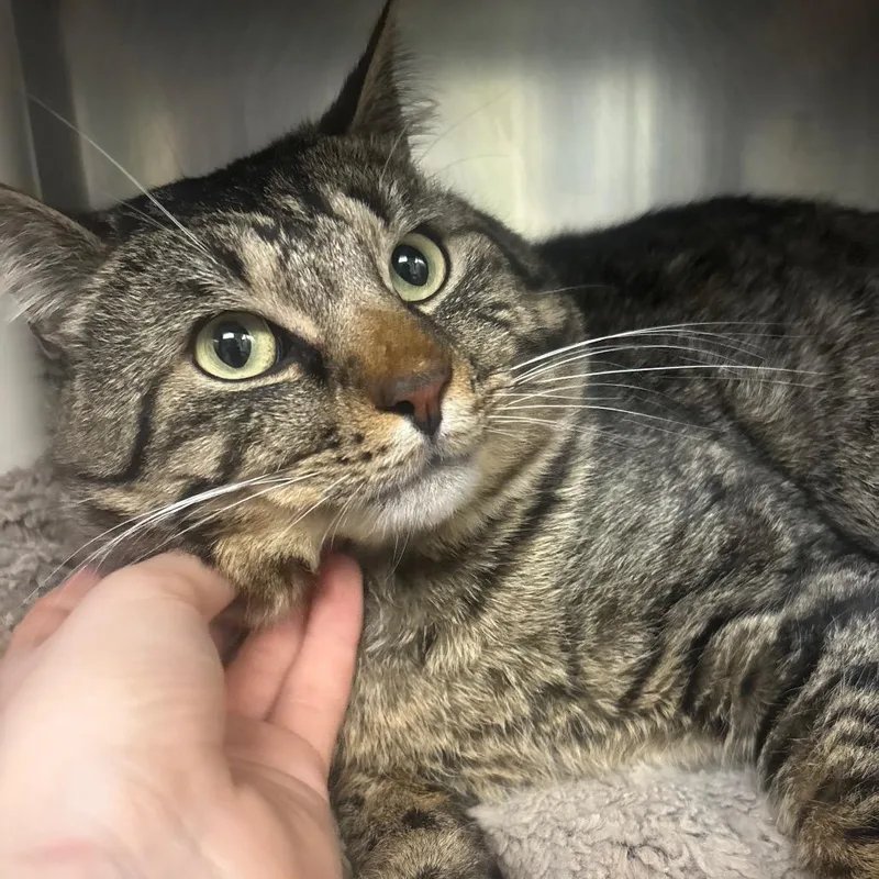 Lumberjack thumbnail 3