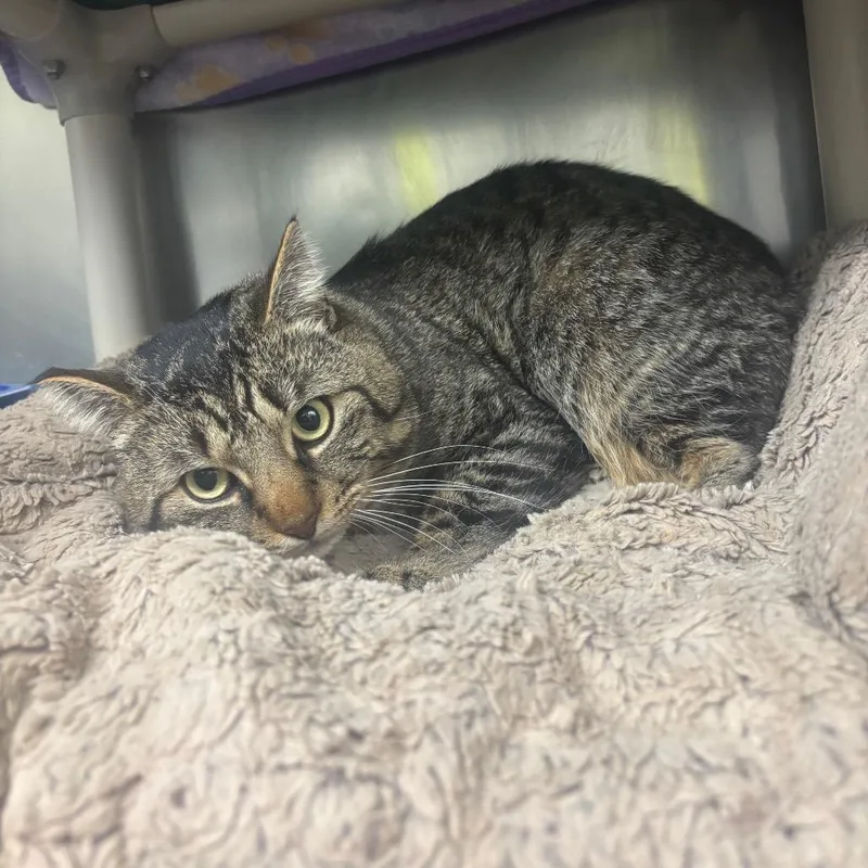 Lumberjack thumbnail 4