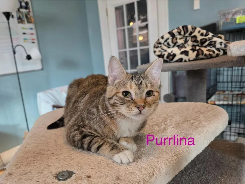 Purrlina Belle