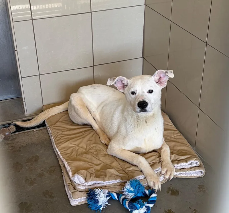 Blizzard thumbnail 2