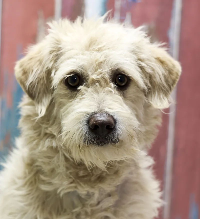 A young small-sized female White / Cream Poodle dog named Sara for adoption in Casa Grande, AZ