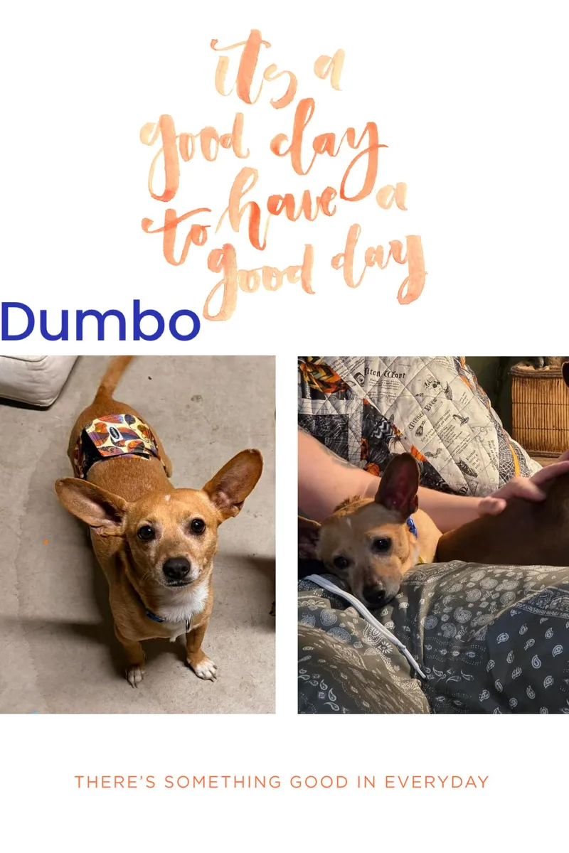 Dumbo