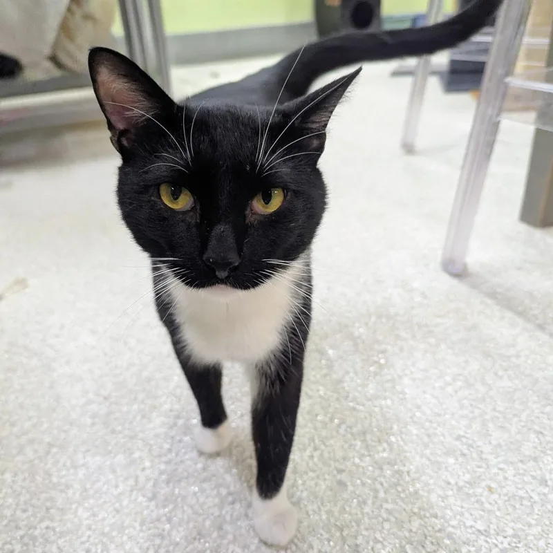 Franklin thumbnail 2