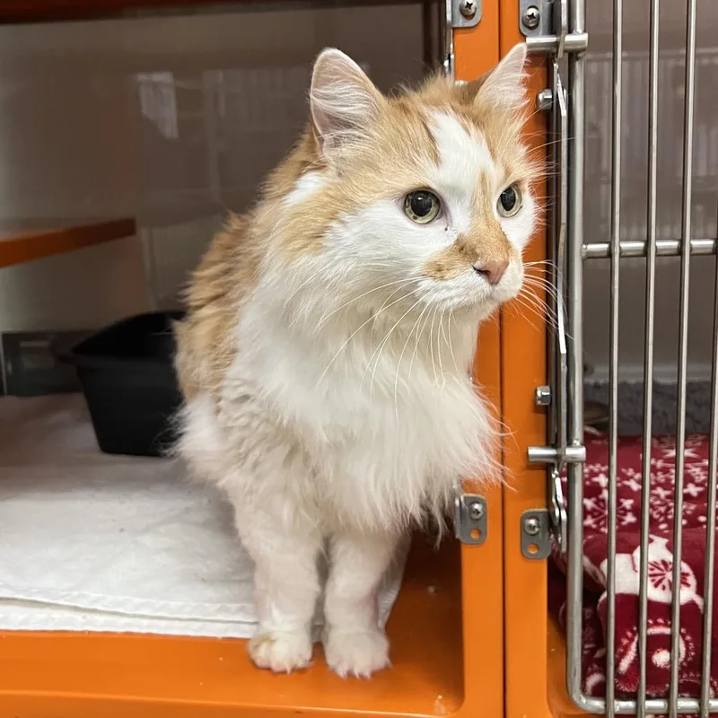 Revolver thumbnail 2