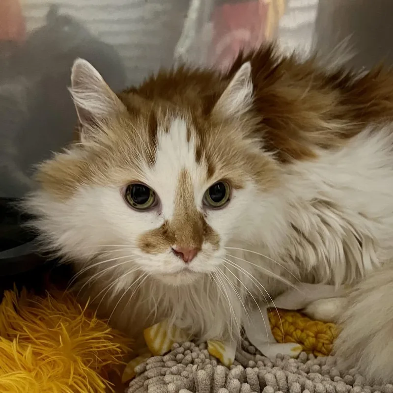 Revolver thumbnail 3