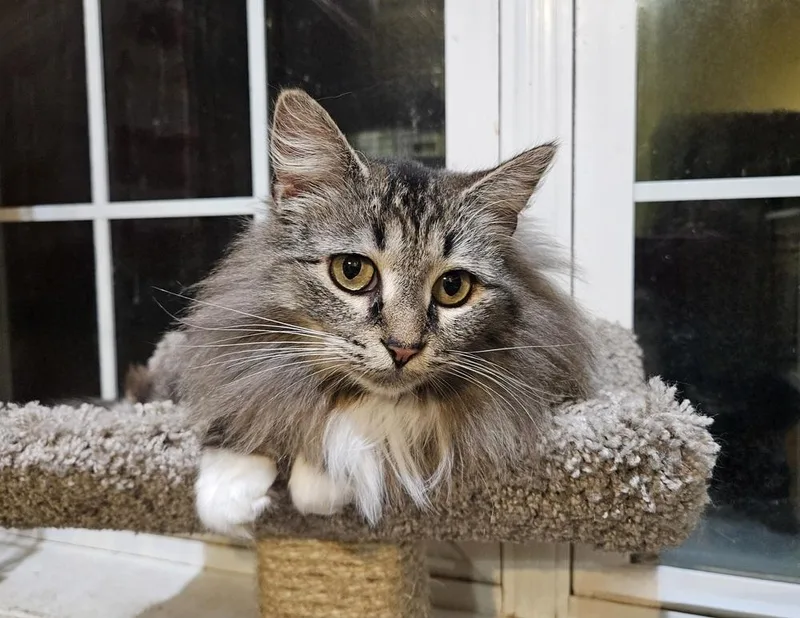 Lady Wentworth thumbnail 2