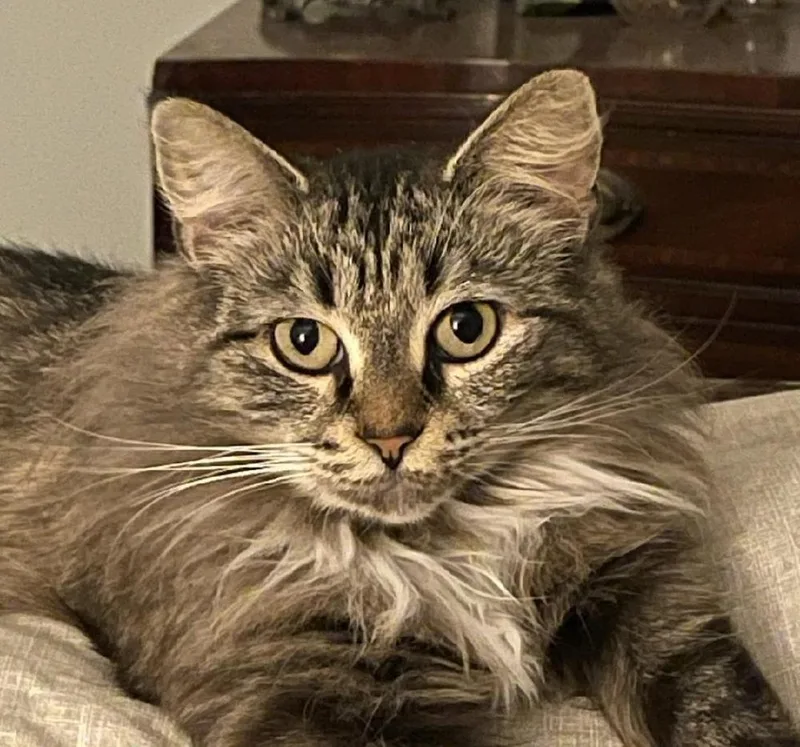 Lady Wentworth thumbnail 4