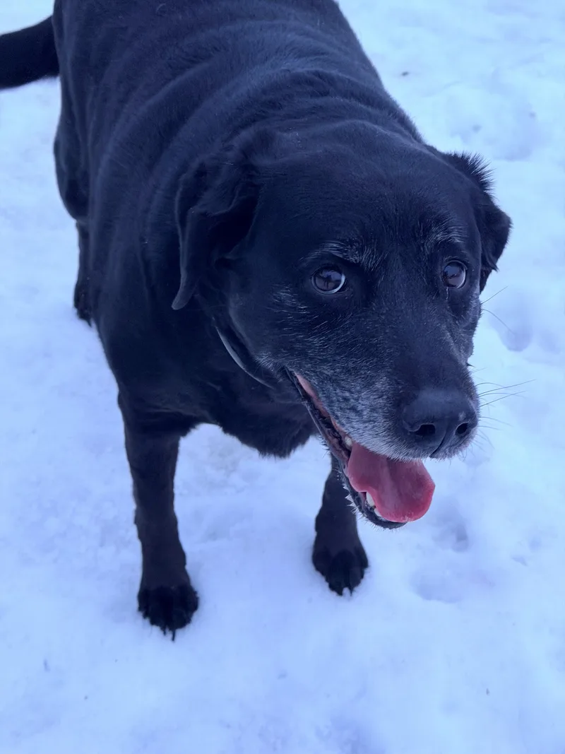 Big Bella thumbnail 2