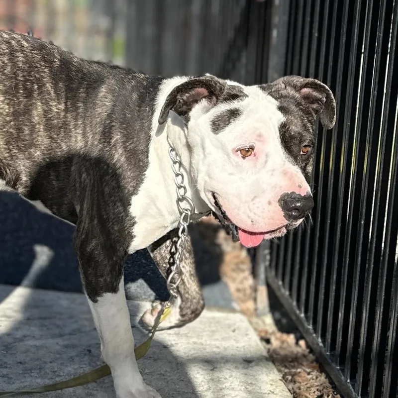 Sosa  Ecas thumbnail 2