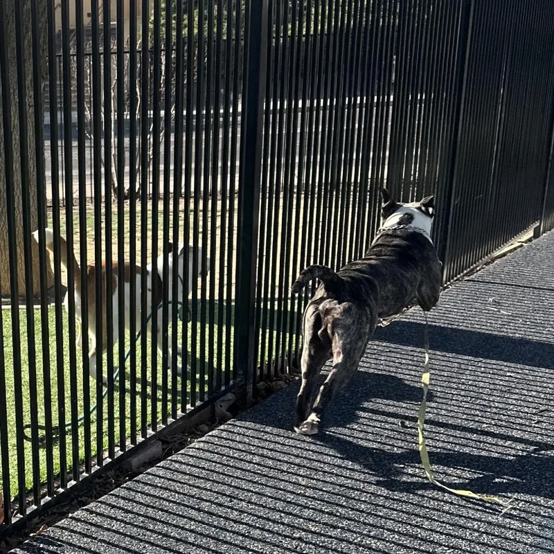 Sosa  Ecas thumbnail 5