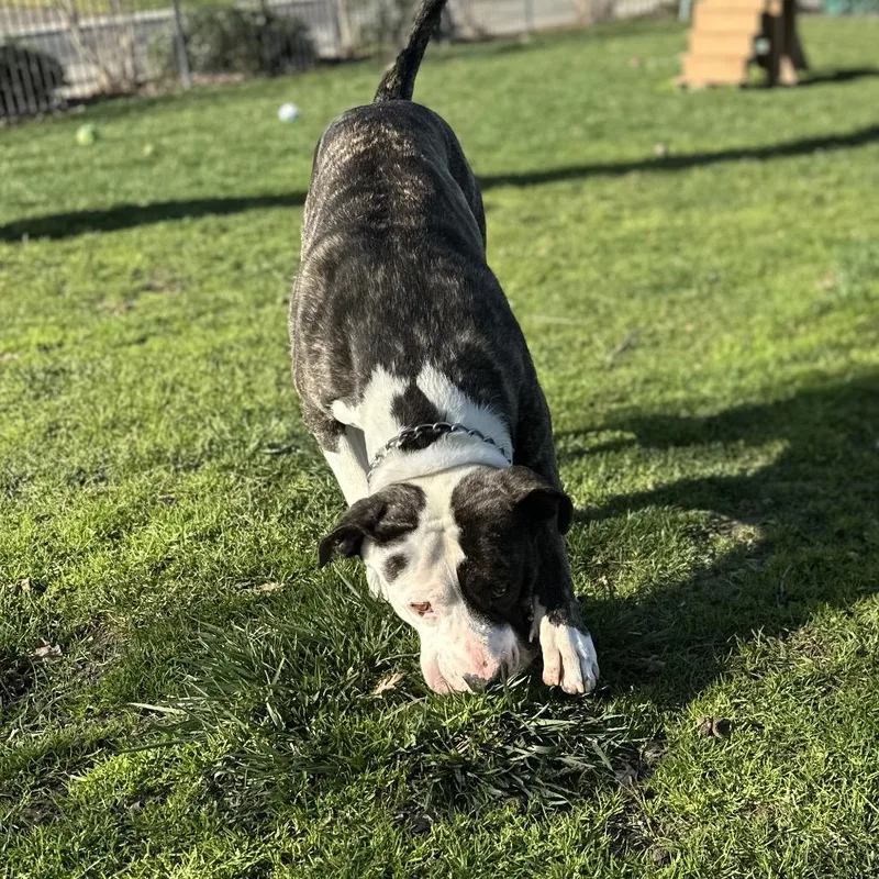 Sosa  Ecas thumbnail 6