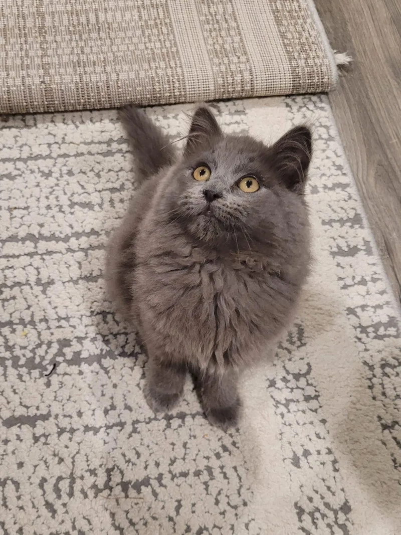 Puffer Jacket thumbnail 2