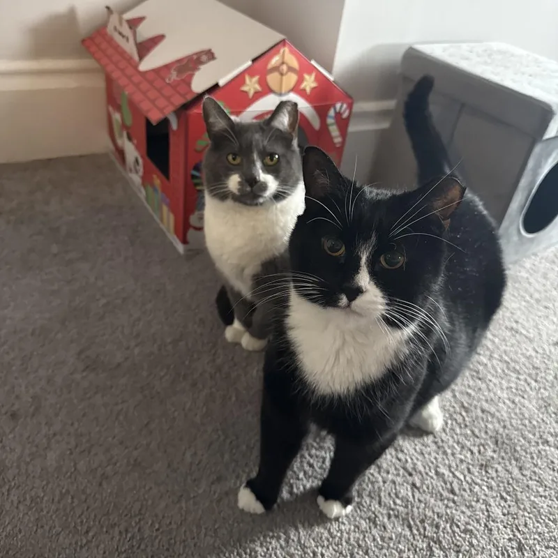 Sweet Pea thumbnail 2