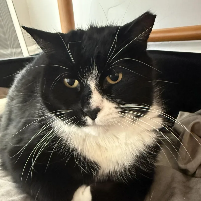 Sweet Pea thumbnail 3