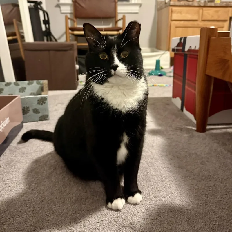 Sweet Pea thumbnail 4