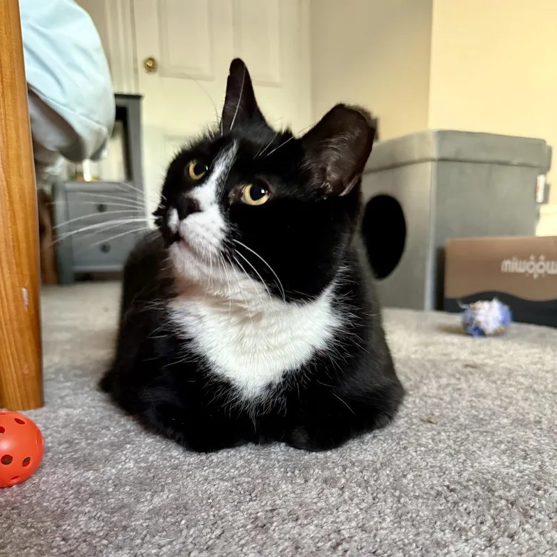 Sweet Pea thumbnail 5