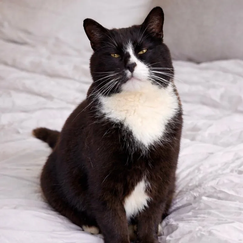 Sweet Pea thumbnail 6