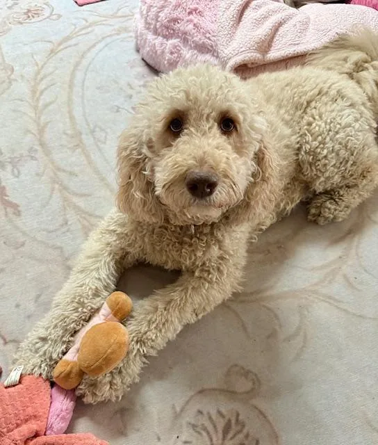 Hazel Doodle thumbnail 6