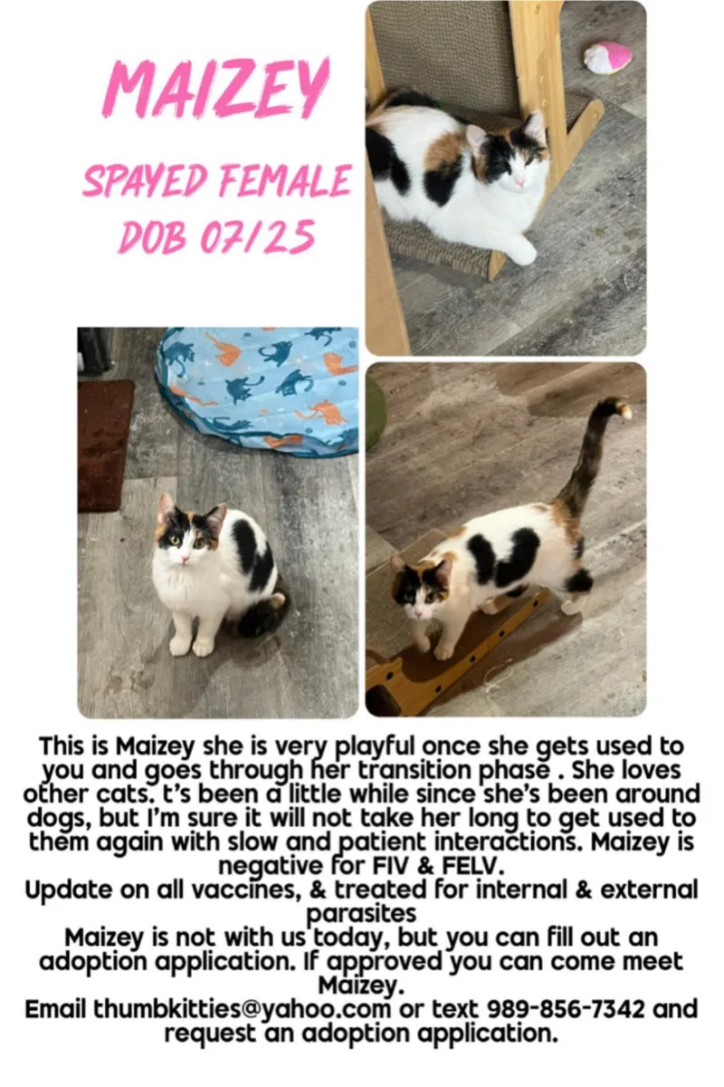 A baby medium-sized female Calico Domestic Short Hair cat named Maizey for adoption in Caseville, MI