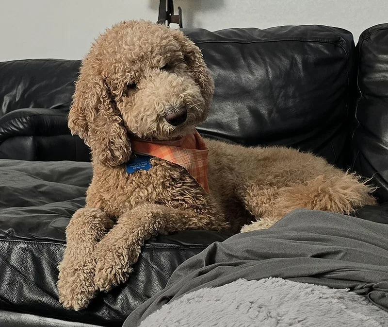 Titan Doodle thumbnail 2