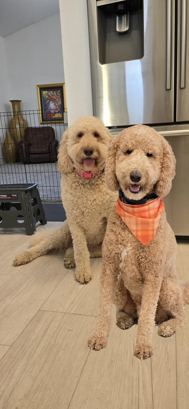 Titan Doodle thumbnail 4