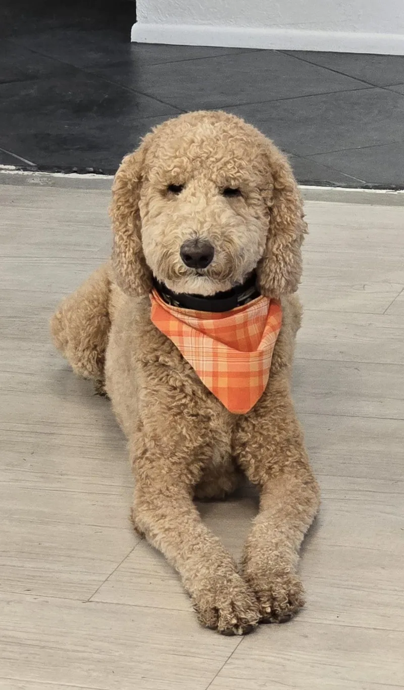 Titan Doodle thumbnail 5