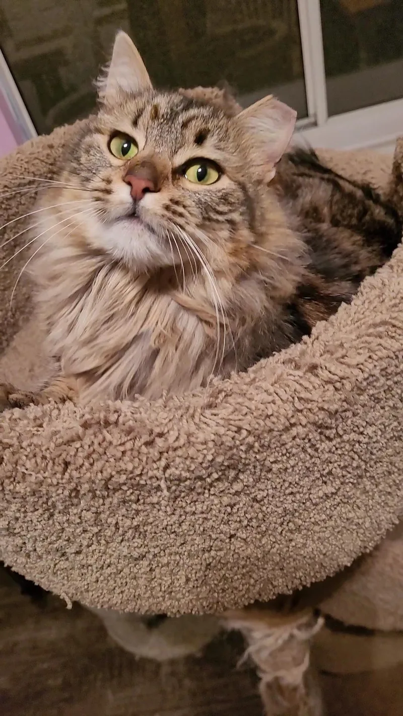 Caramella thumbnail 2