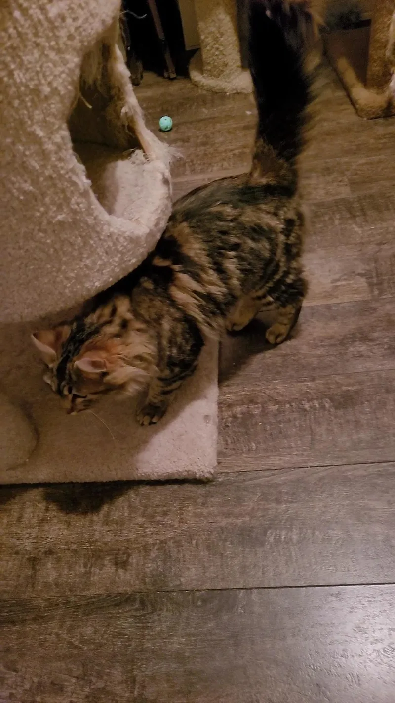 Caramella thumbnail 3