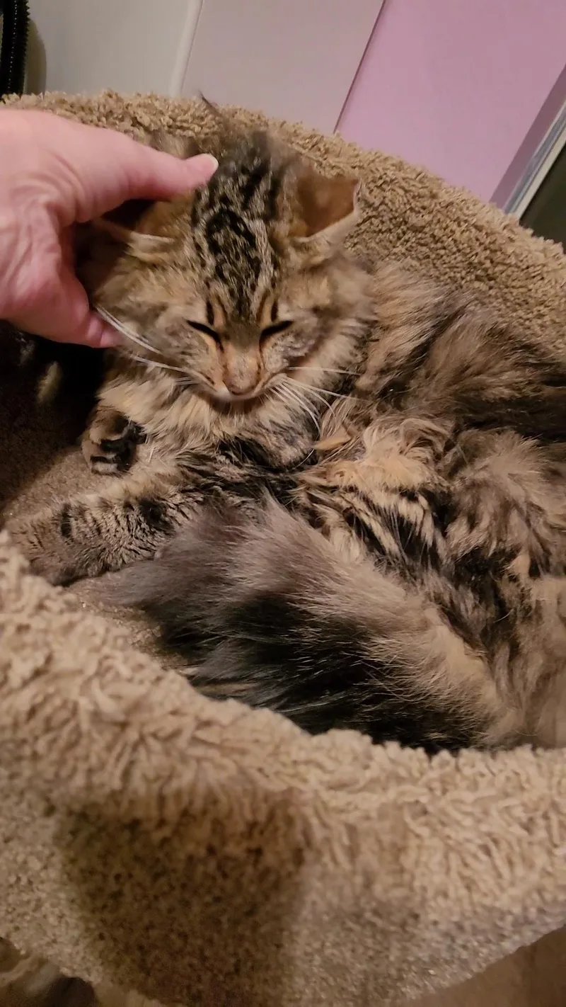 Caramella thumbnail 4