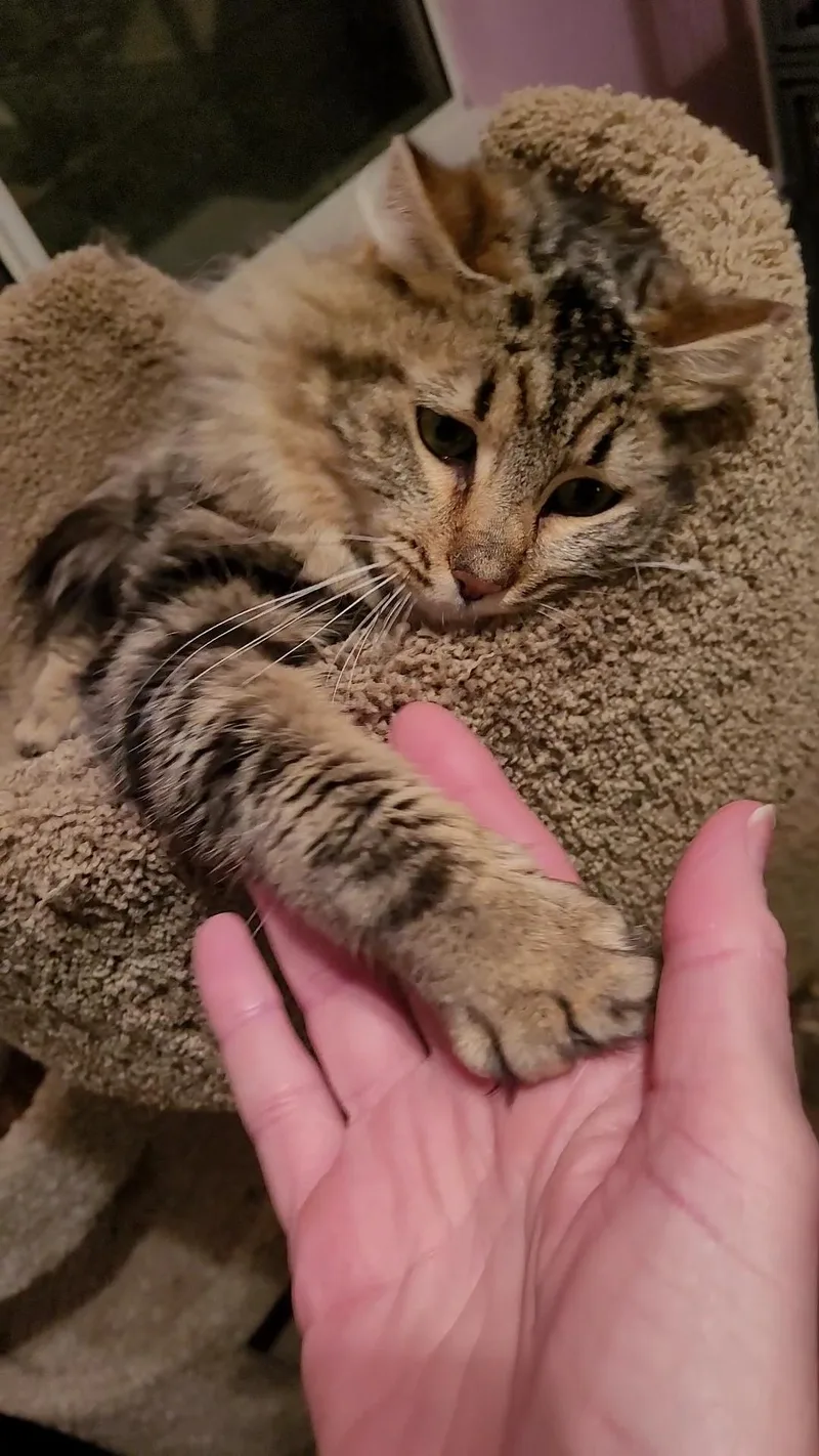 Caramella thumbnail 5