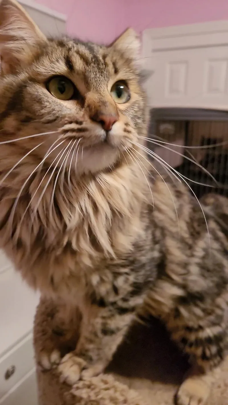 Caramella thumbnail 6