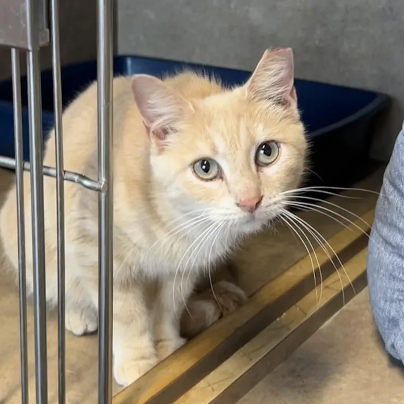 Brussels Griffon thumbnail 2