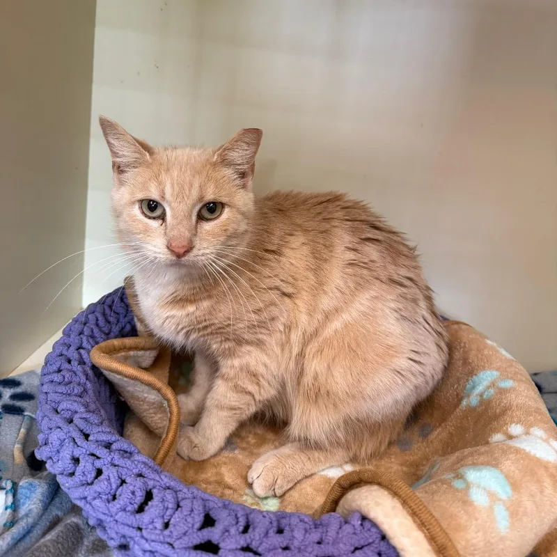 Brussels Griffon thumbnail 3